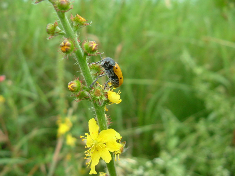 Lachnaia italica ssp. italica