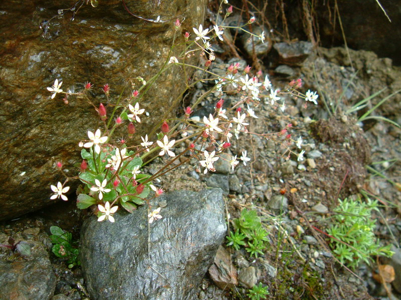 Micranthes engleri (=Saxifraga stellaris) / Sassifraga stellata