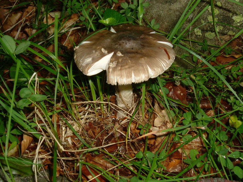 Amanita grigia