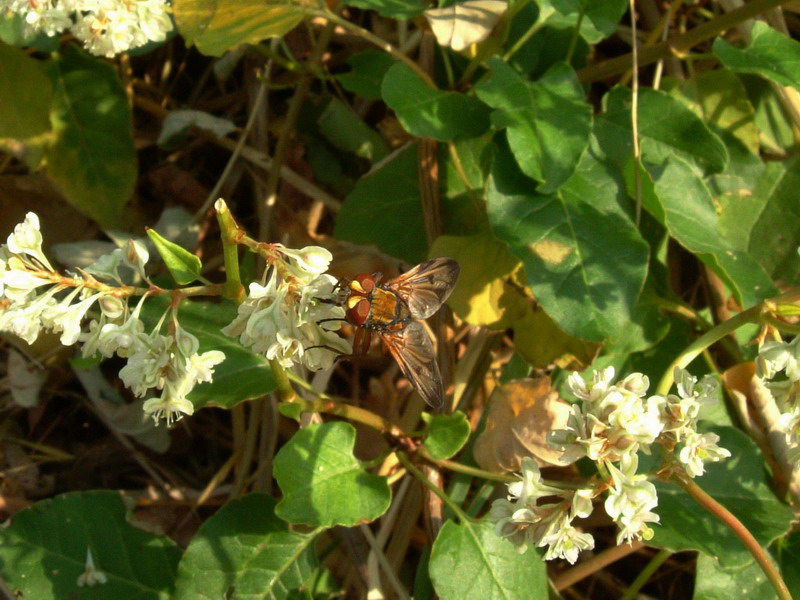 Ape...vespa...mosca ?????