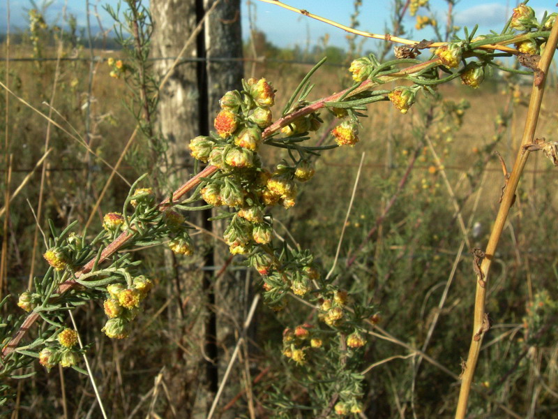 Artemisia campestris / Assenzio di campo