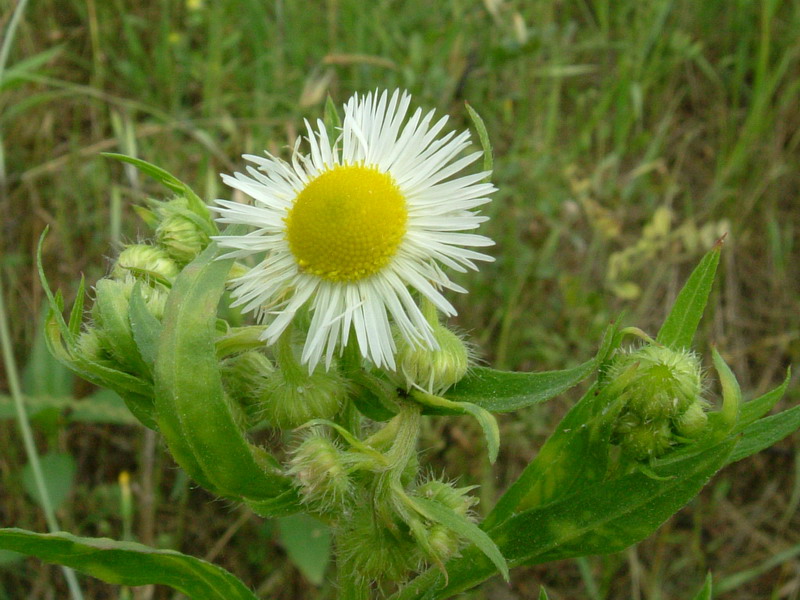 Erigeron annuus / Cspica annua