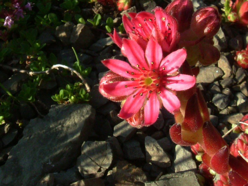 Tra le rocce 2 - Sempervivum cfr. arachnoideum