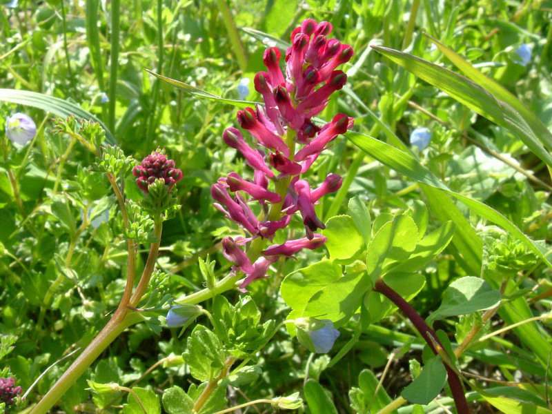 Fumaria officinalis