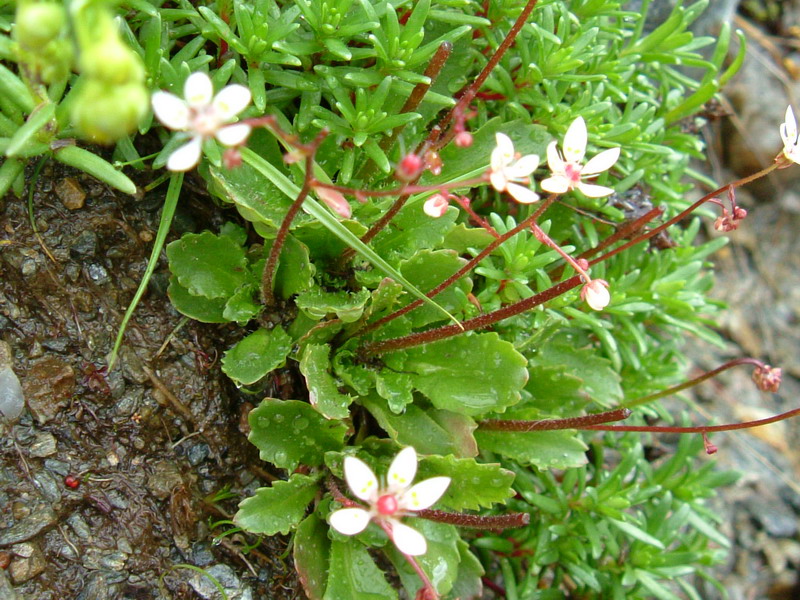 Micranthes engleri (=Saxifraga stellaris) / Sassifraga stellata