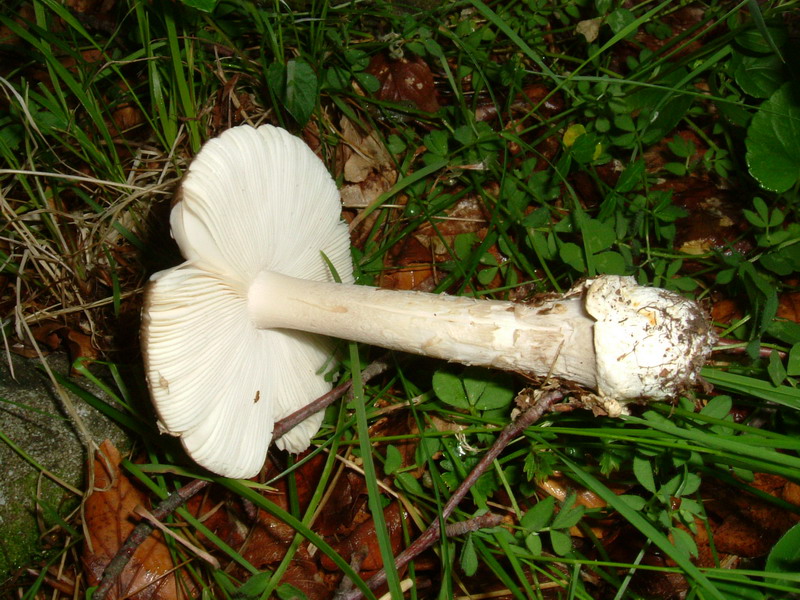 Amanita grigia