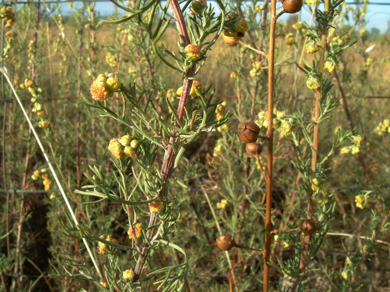 Artemisia campestris / Assenzio di campo