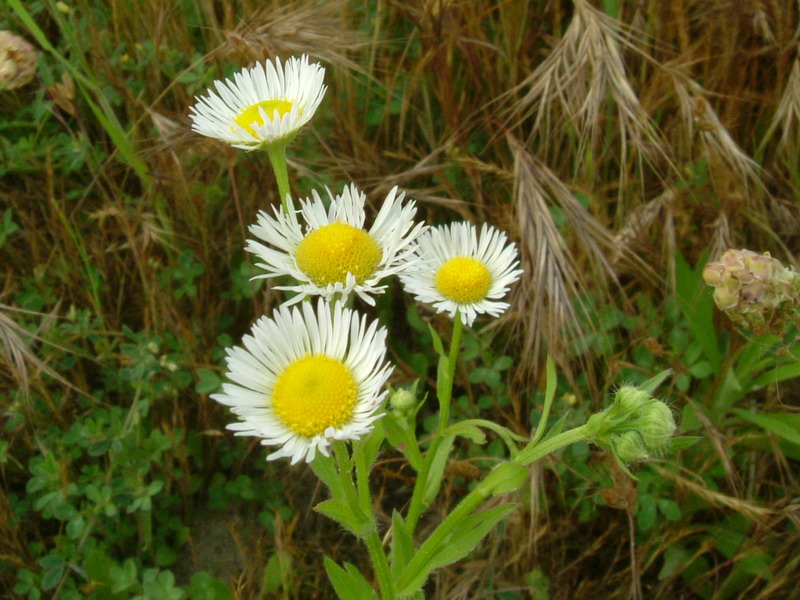 Erigeron annuus / Cspica annua