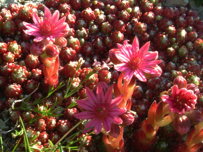 Tra le rocce 2 - Sempervivum cfr. arachnoideum