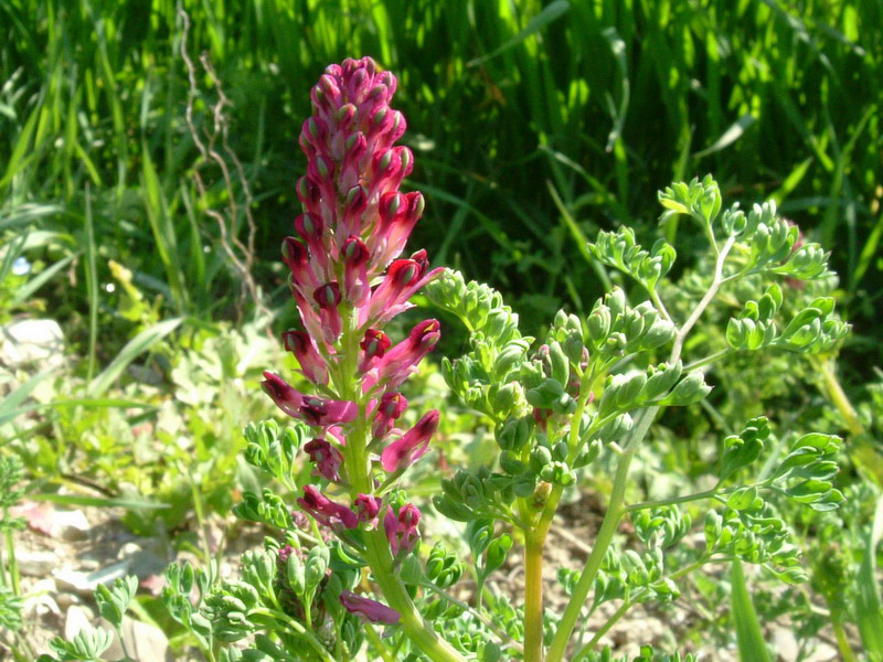 Fumaria officinalis