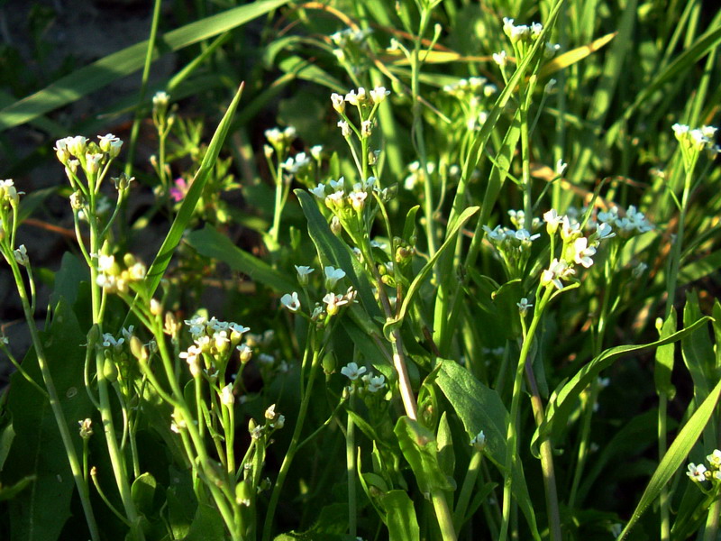 Da determinare2 - Calepina irregularis