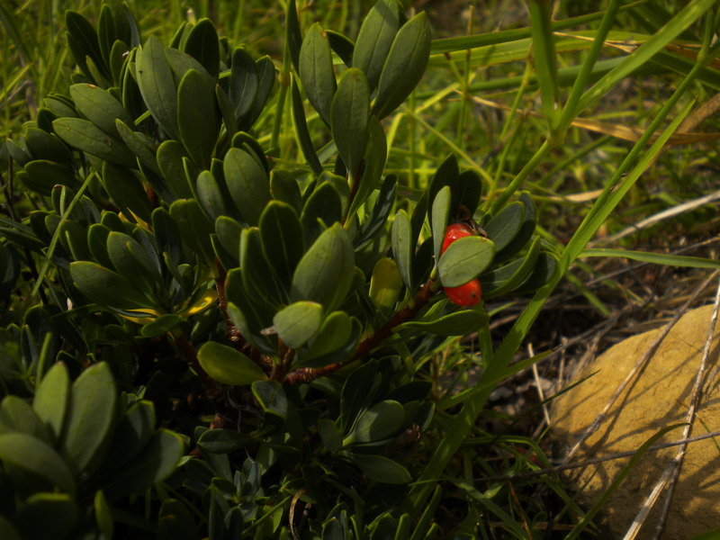 Thymelacea? - Daphne...