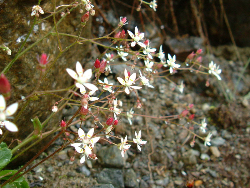 Micranthes engleri (=Saxifraga stellaris) / Sassifraga stellata