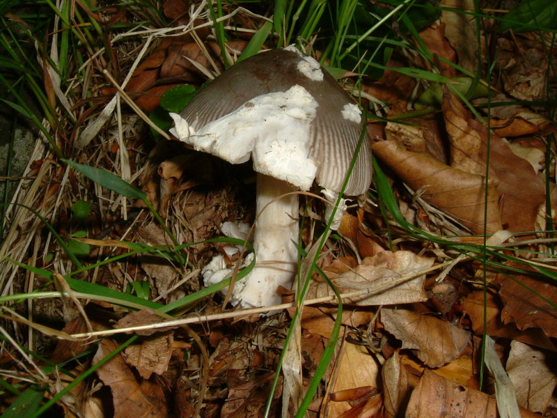 Amanita grigia