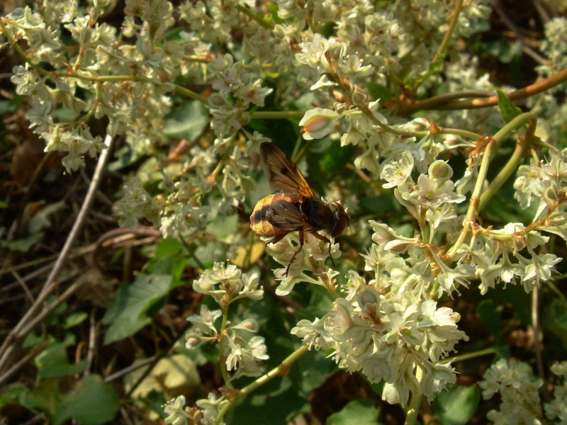 Ape...vespa...mosca ?????