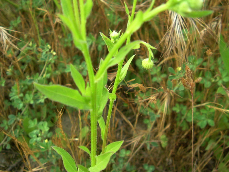 Erigeron annuus / Cspica annua