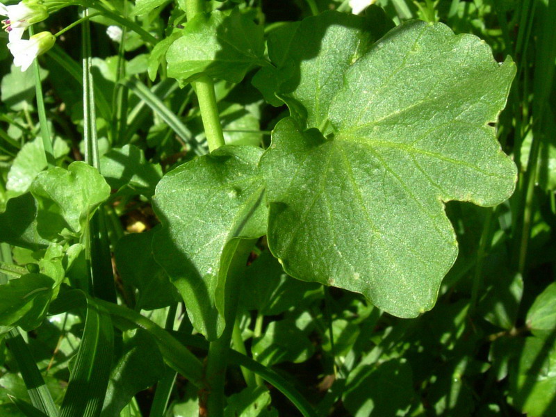 Cardamine amara / Billeri amaro