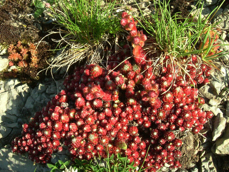 Tra le rocce 2 - Sempervivum cfr. arachnoideum