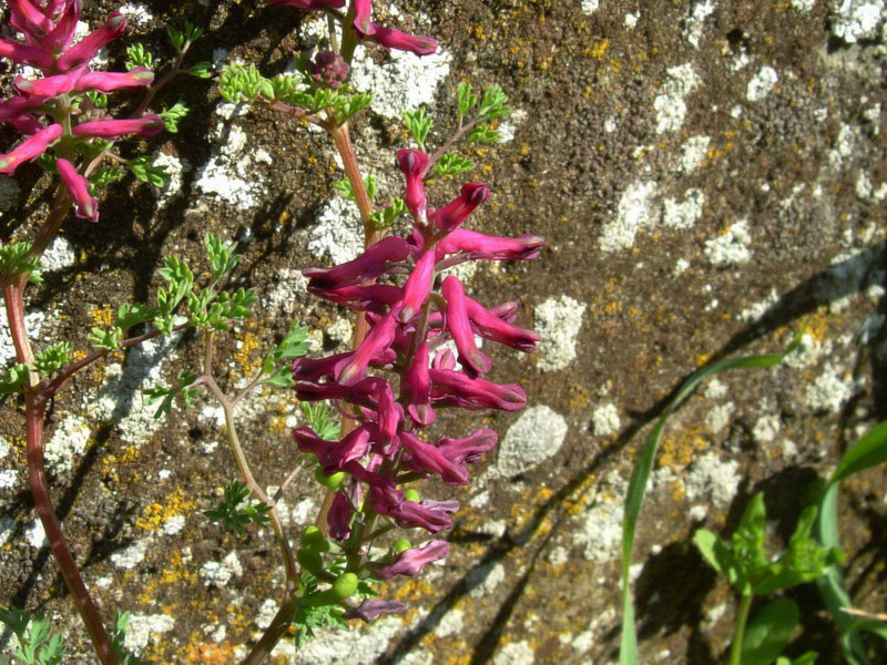 Fumaria officinalis