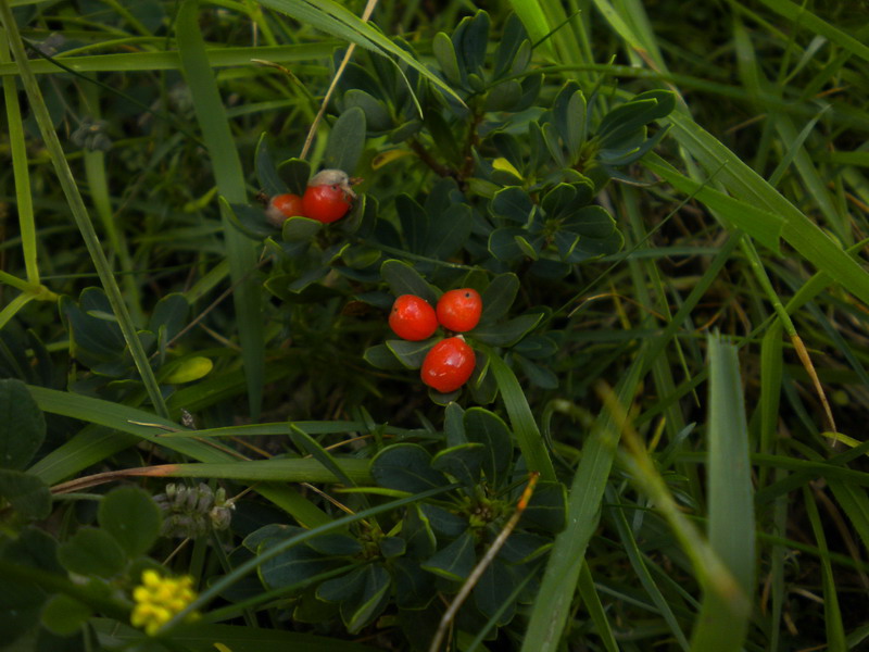 Thymelacea? - Daphne...