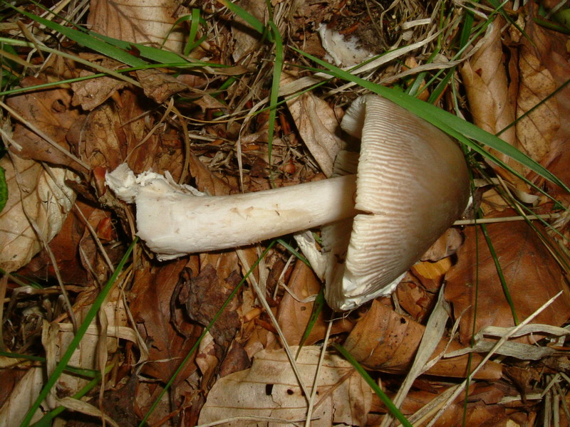Amanita grigia