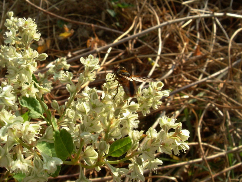 Ape...vespa...mosca ?????