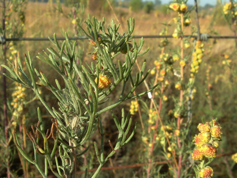 Artemisia campestris / Assenzio di campo