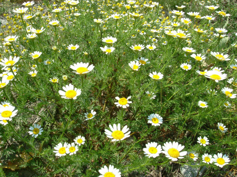 Dubbio camomilla 1