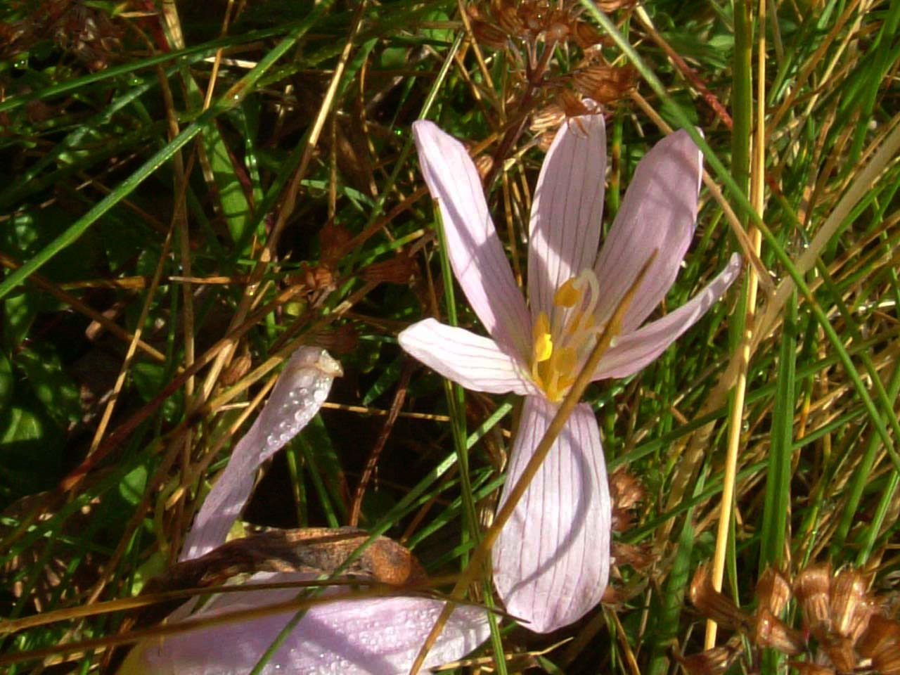 Colchicum