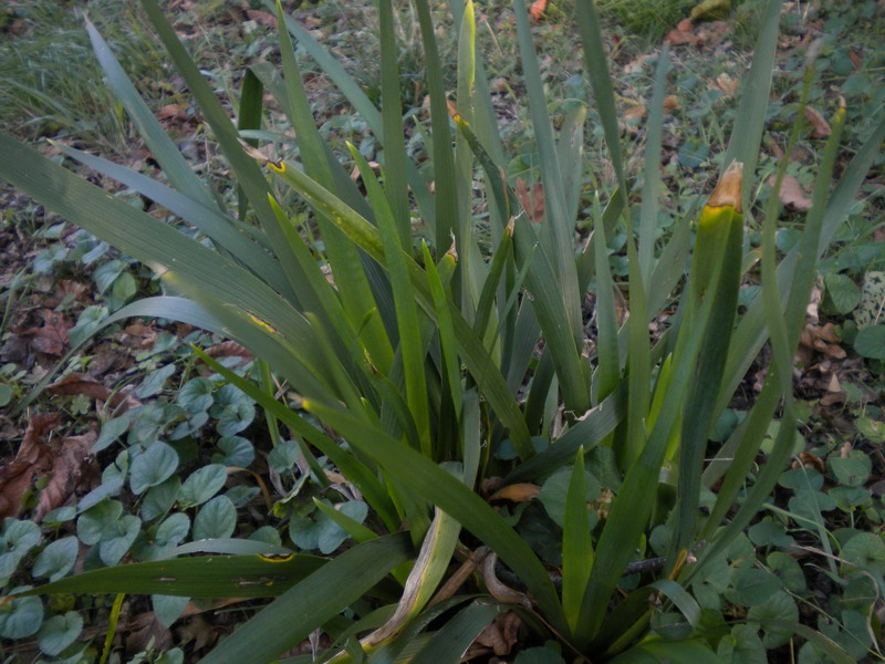 Chamaeiris foetidissima (=Iris foetidissima) / Giaggiolo puzzolente