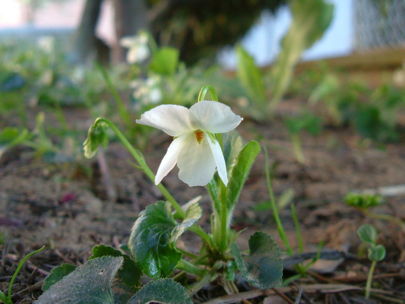 Viola alba subsp. alba / Viola bianca