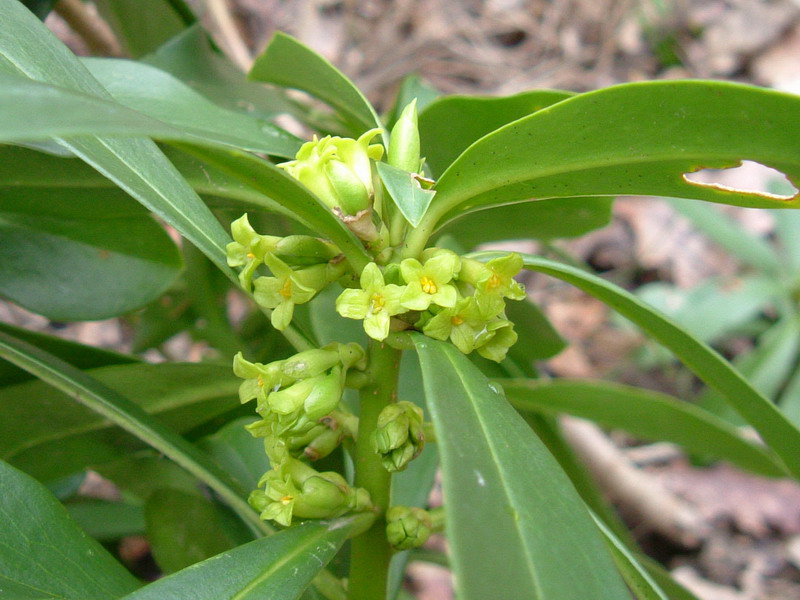 Daphne laureola / Dafne laurella