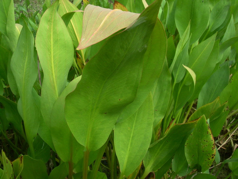 Alisma plantago-aquatica / Mestolaccia