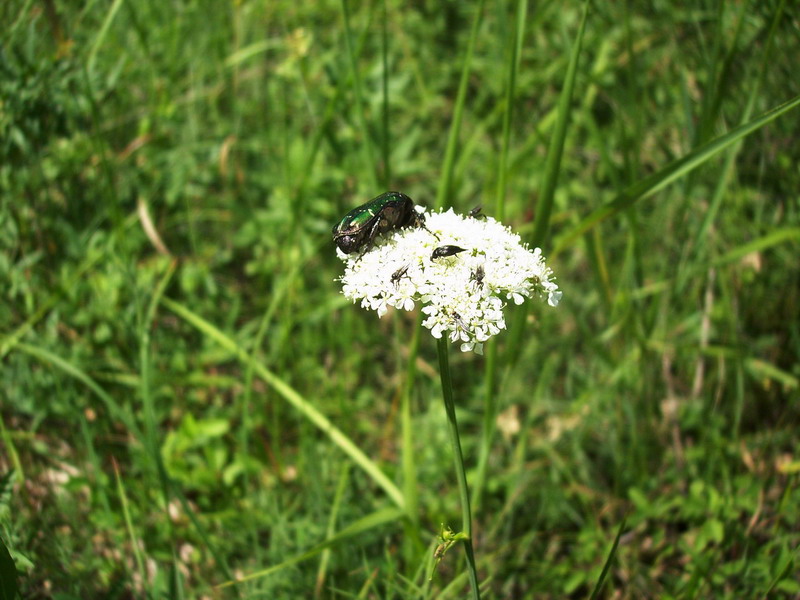 Da determinare: Cetonia aurata pisana