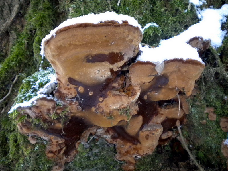 Ganoderma ??