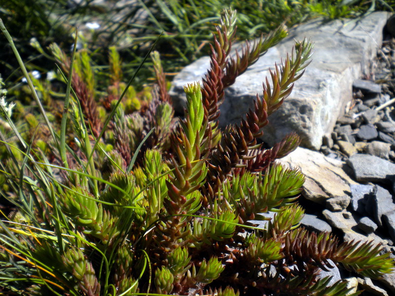 Sedum