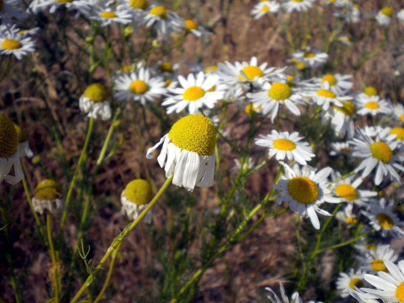 Tripleurospermum inodorum / Camomilla senza odore