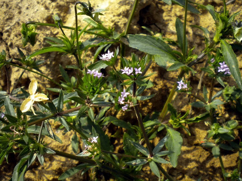 Sherardia arvensis