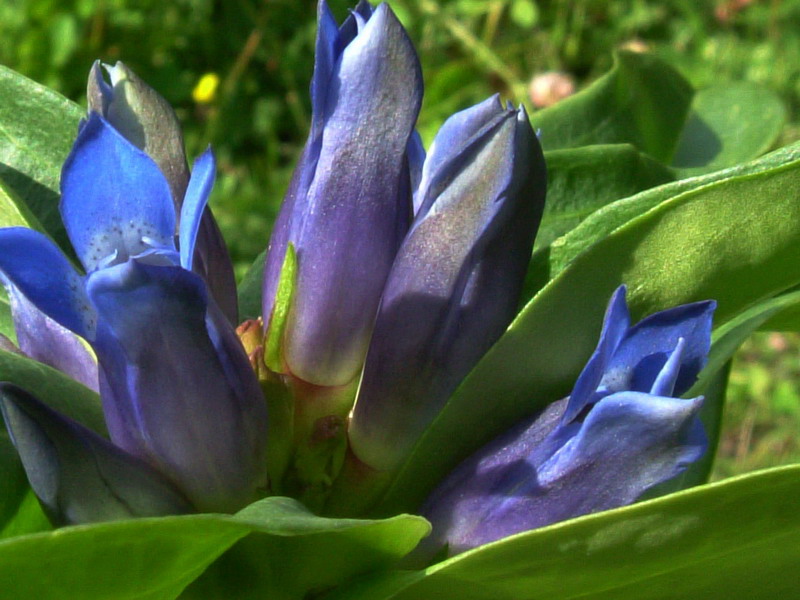 Gentiana cruciata / Genziana minore