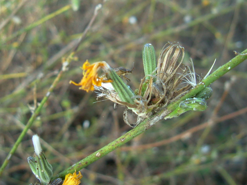 Sul fiume3 - Chondrilla juncea