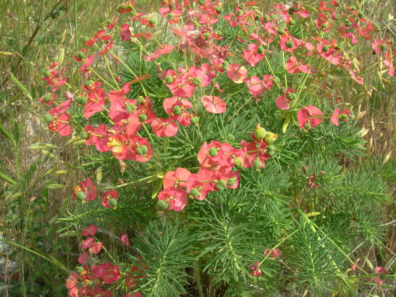 Euphorbia cyparissias / Euforbia cipressina