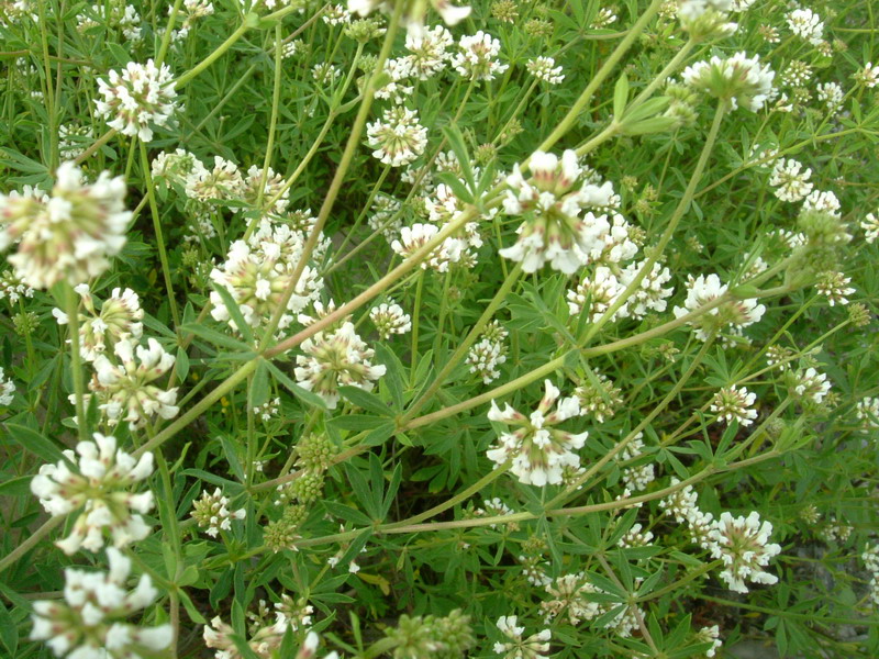 Lotus dorycnium (=Dorycnium pentaphyllum) / Trifoglino legnoso