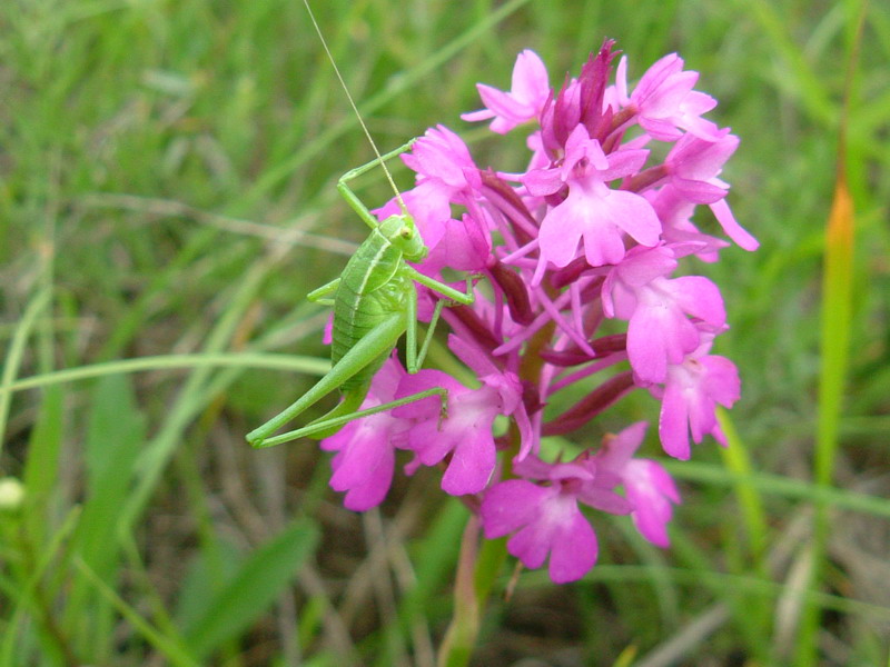 Cavalletta verde: cfr. Poecilimon elegans