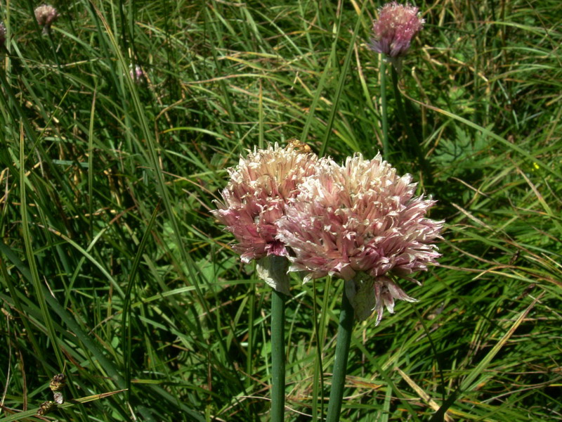 Dal passo Rolle 4 - Allium schoenoprasum