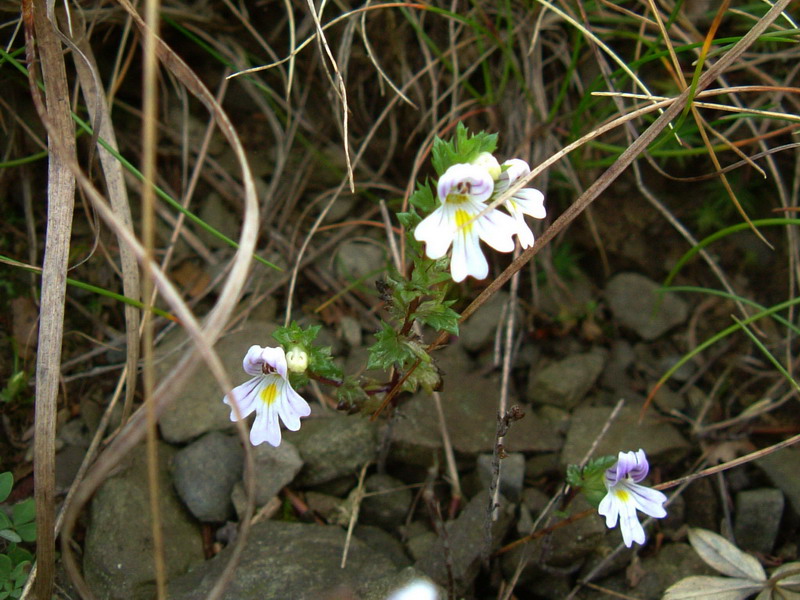 Euphrasia