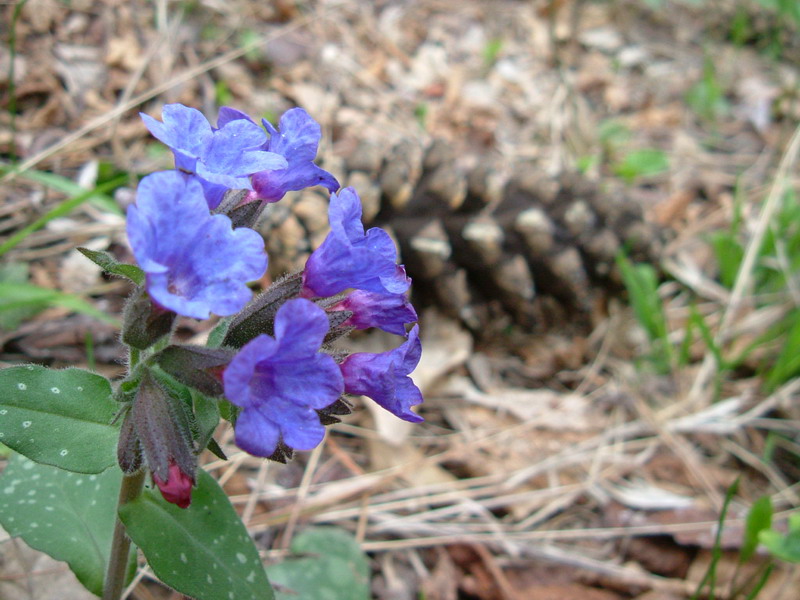 Nel bosco 3 - Pulmonaria sp.