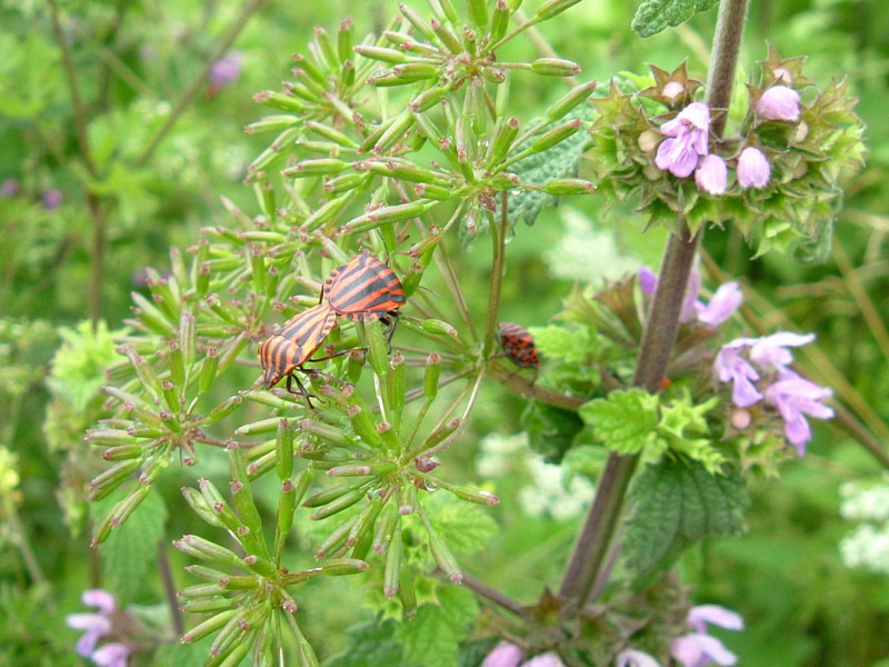 Graphosoma lineatum italicum
