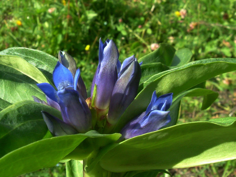 Gentiana cruciata / Genziana minore