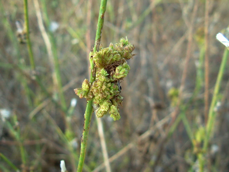 Sul fiume3 - Chondrilla juncea