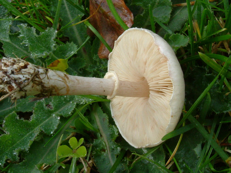 Leucoagaricus leucothites